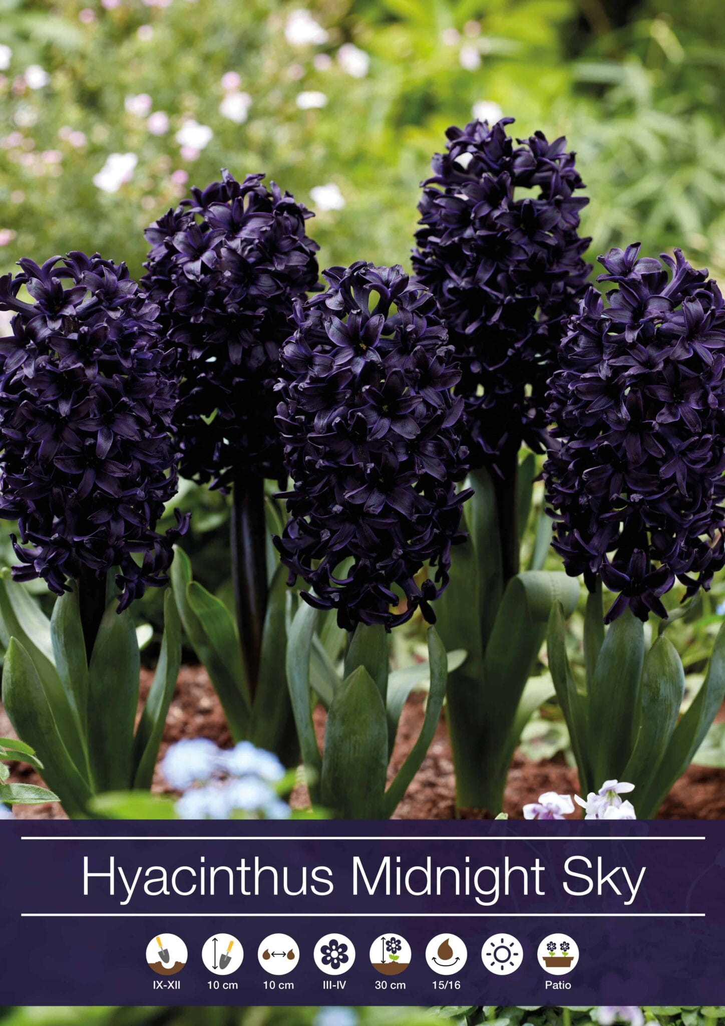hycinthus Midnight Sky
