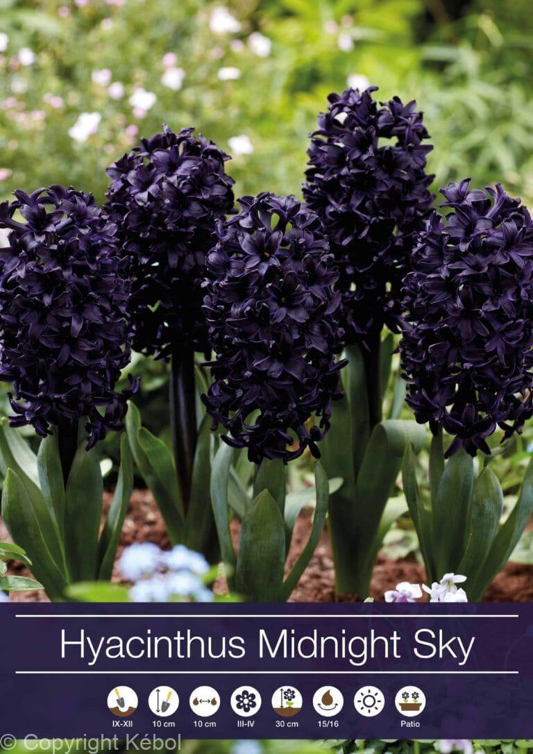 hycinthus Midnight Sky
