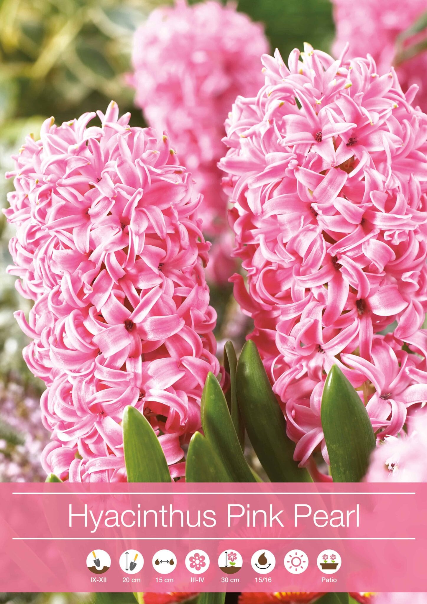 Hyacinthus Pink Pearl