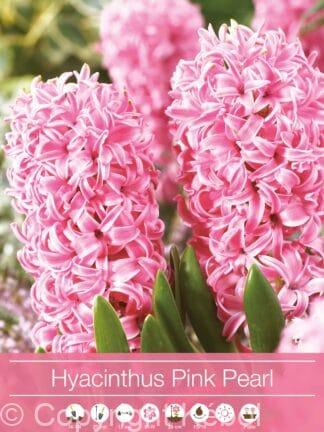 Hyacinthus Pink Pearl