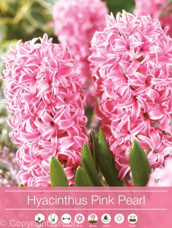 Hyacinthus Pink Pearl
