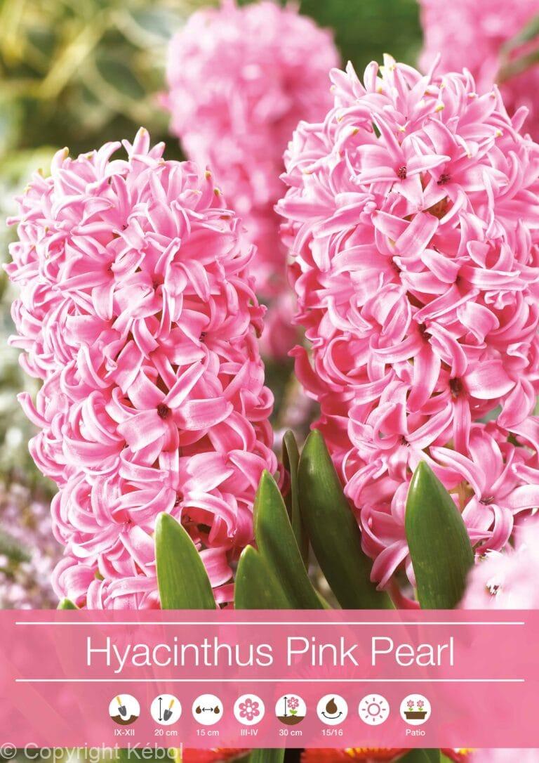Hyacinthus Pink Pearl