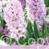 Hyacinthus Splendid Cornelia