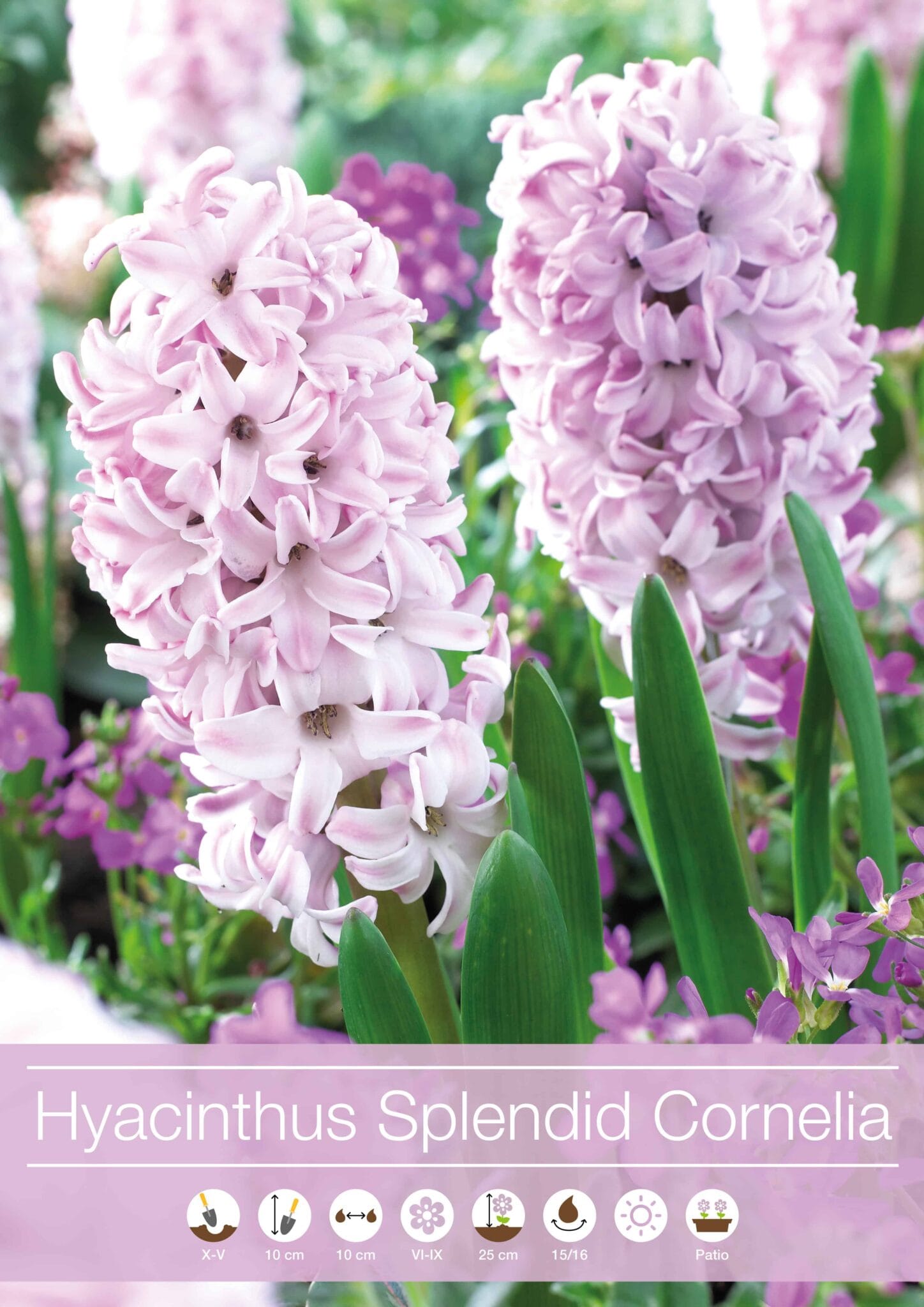 Hyacinthus Splendid Cornelia
