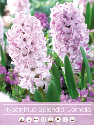 Hyacinthus Splendid Cornelia