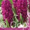 Hyacinthus Woodstock