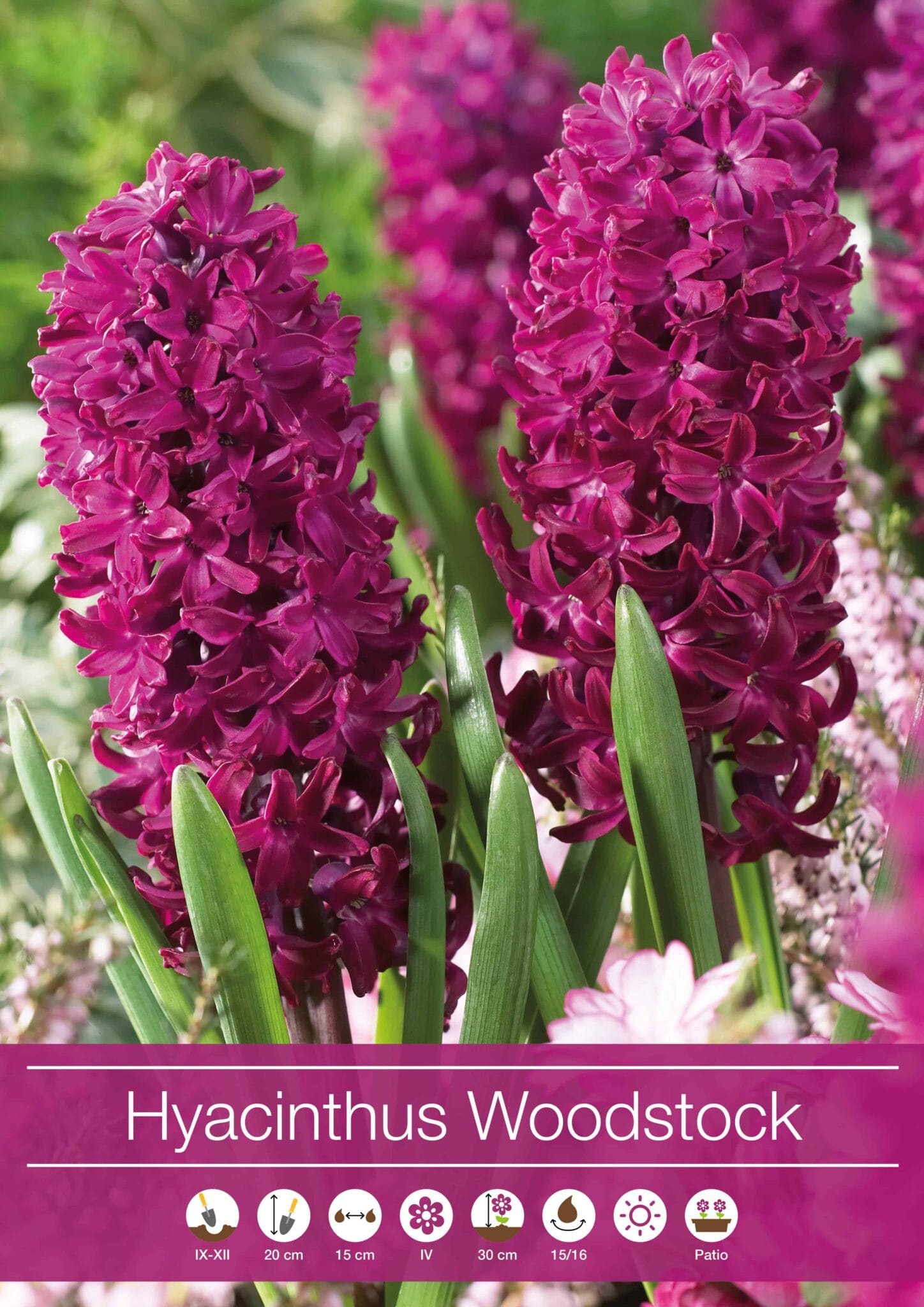 Hyacinthus Woodstock
