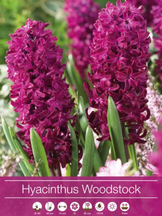 Hyacinthus Woodstock