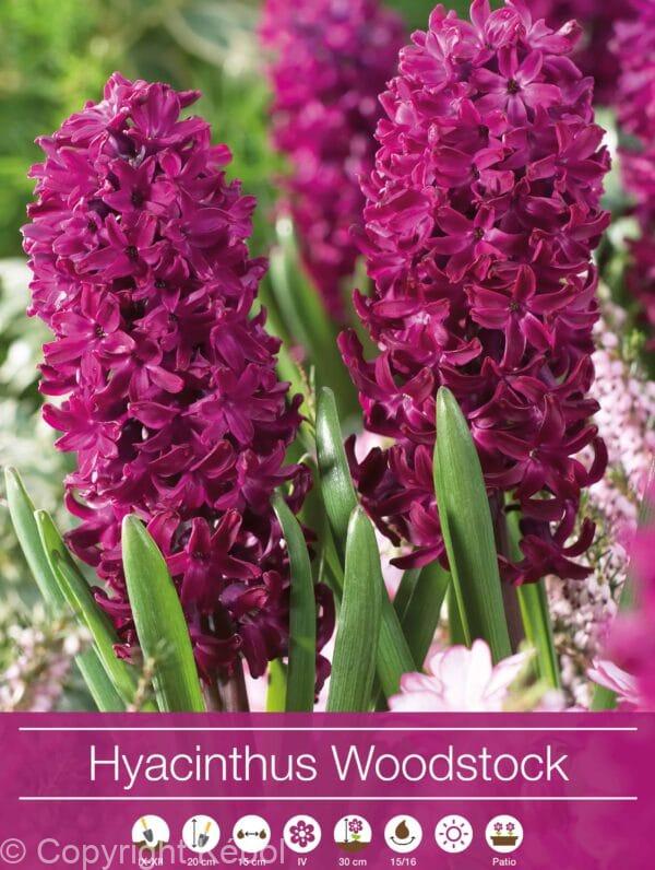 Hyacinthus Woodstock