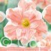Narcissus Apricot Whirl