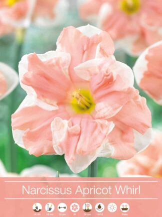 Narcissus Apricot Whirl