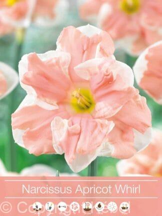 Narcissus Apricot Whirl