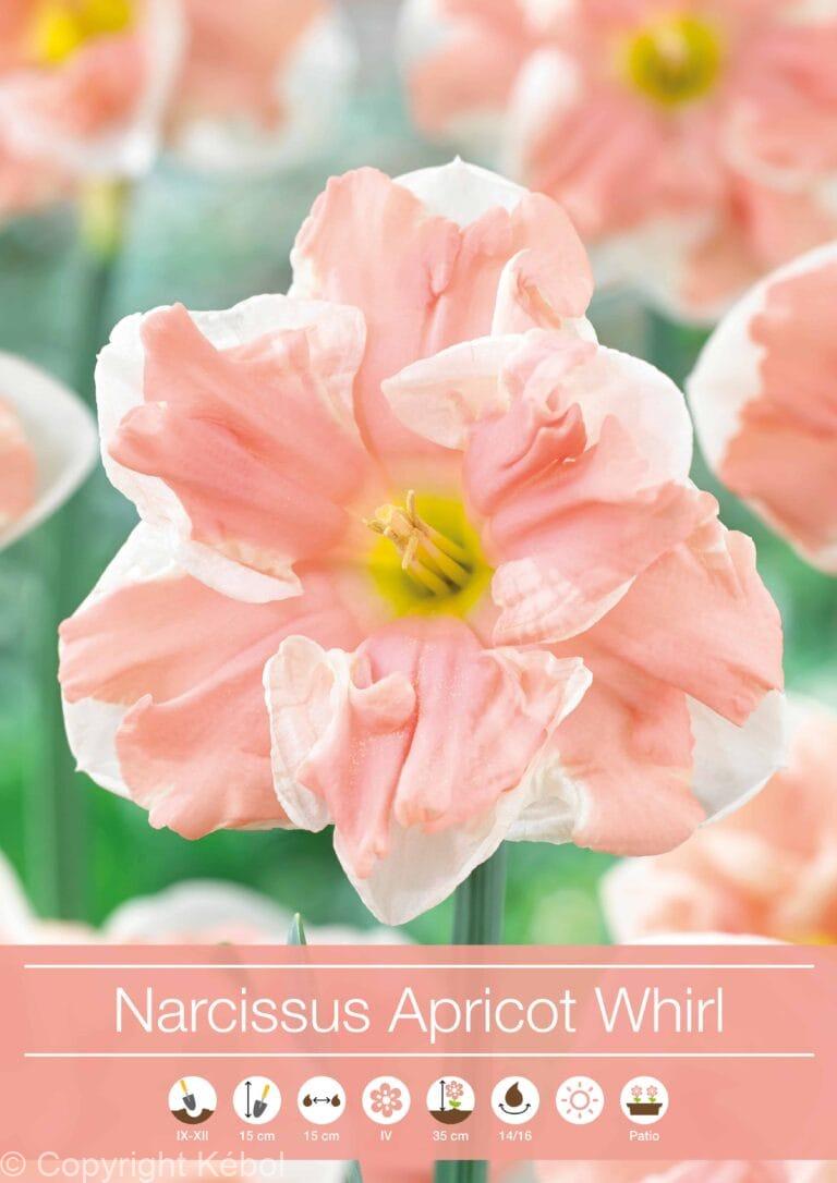 Narcissus Apricot Whirl