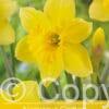 Narcissus Carlton