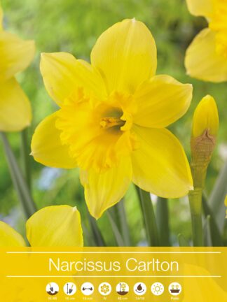 Narcissus Carlton