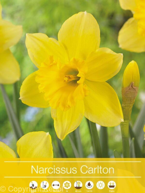 Narcissus Carlton