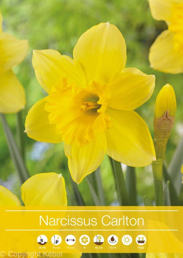 Narcissus Carlton