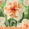 Narcissus Delnashaugh