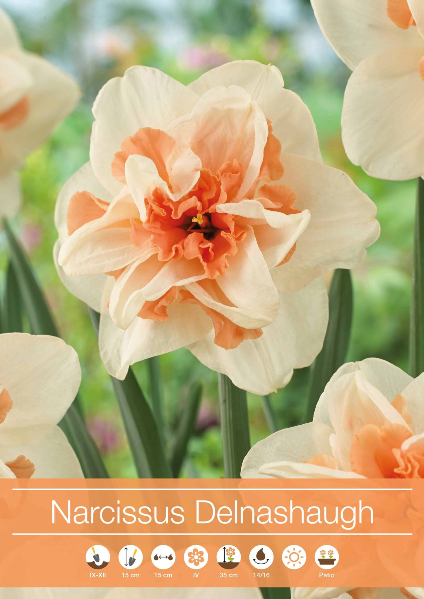Narcissus Delnashaugh