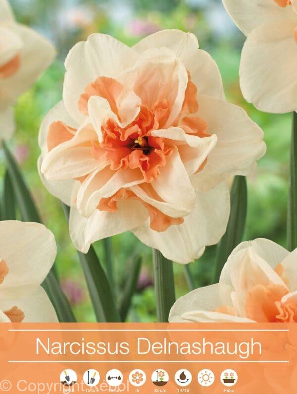 Narcissus Delnashaugh