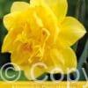 Narcissus Dick Wilden