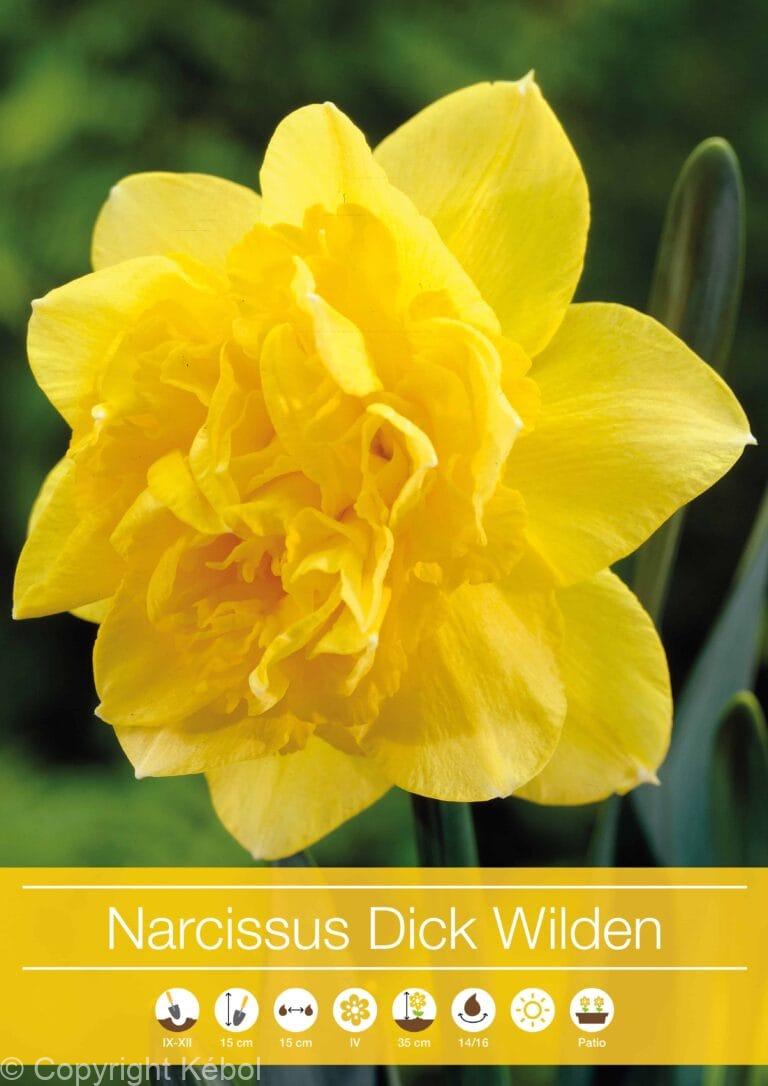 Narcissus Dick Wilden