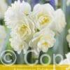 Narcissus Erlicheer