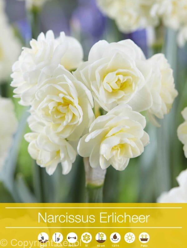 Narcissus Erlicheer