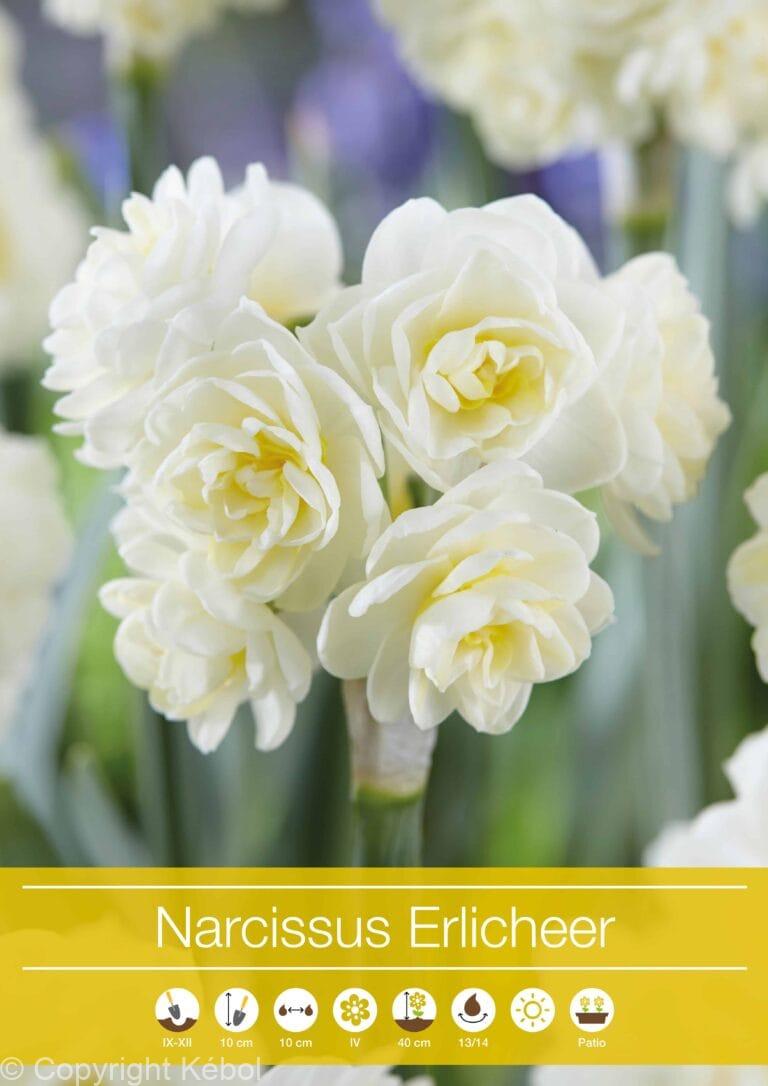 Narcissus Erlicheer