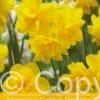 Narcissus Golden Delicious