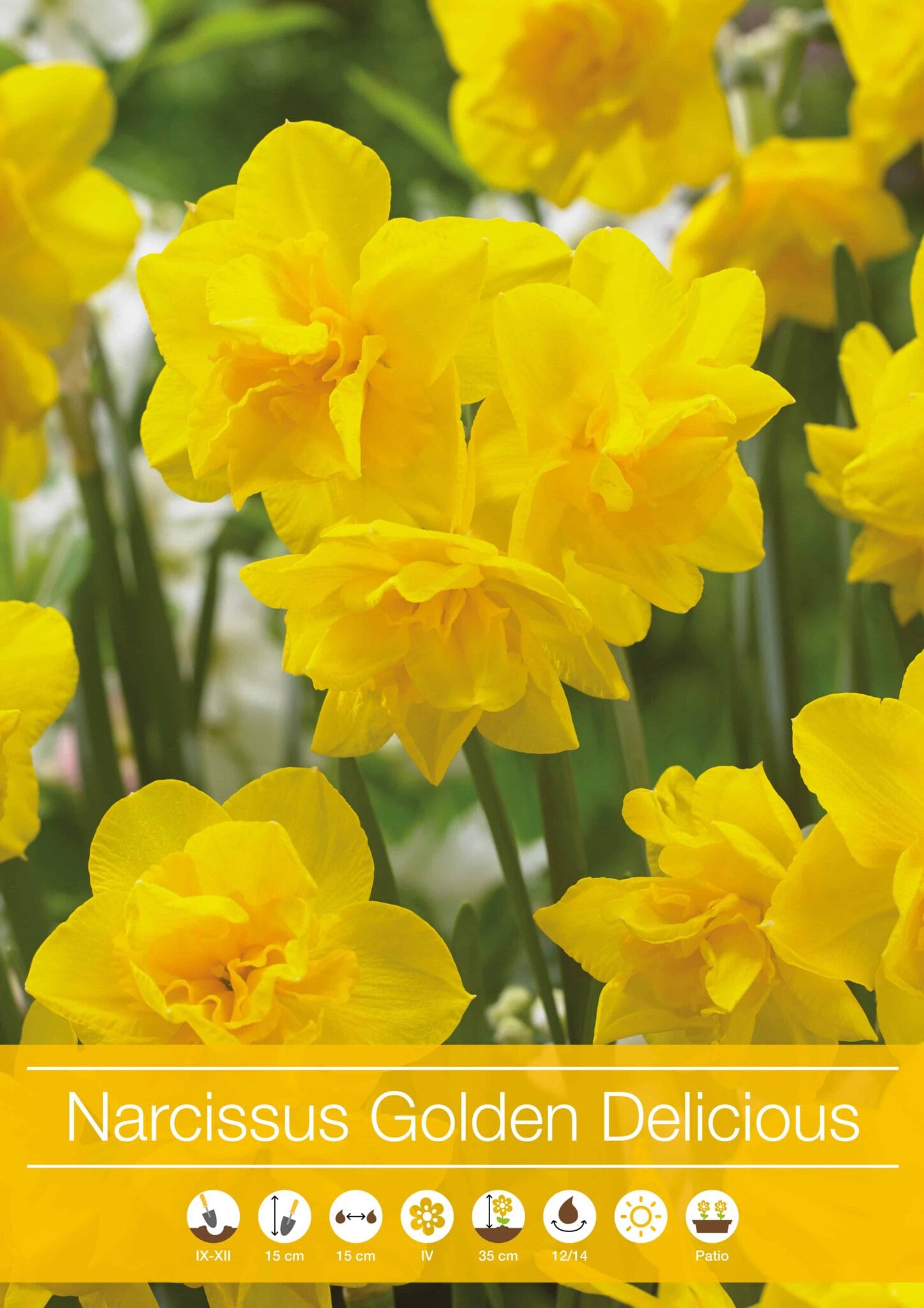Narcissus Golden Delicious