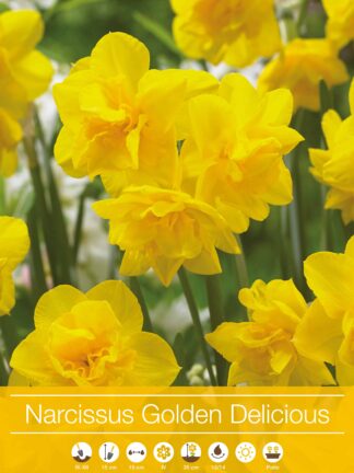Narcissus Golden Delicious
