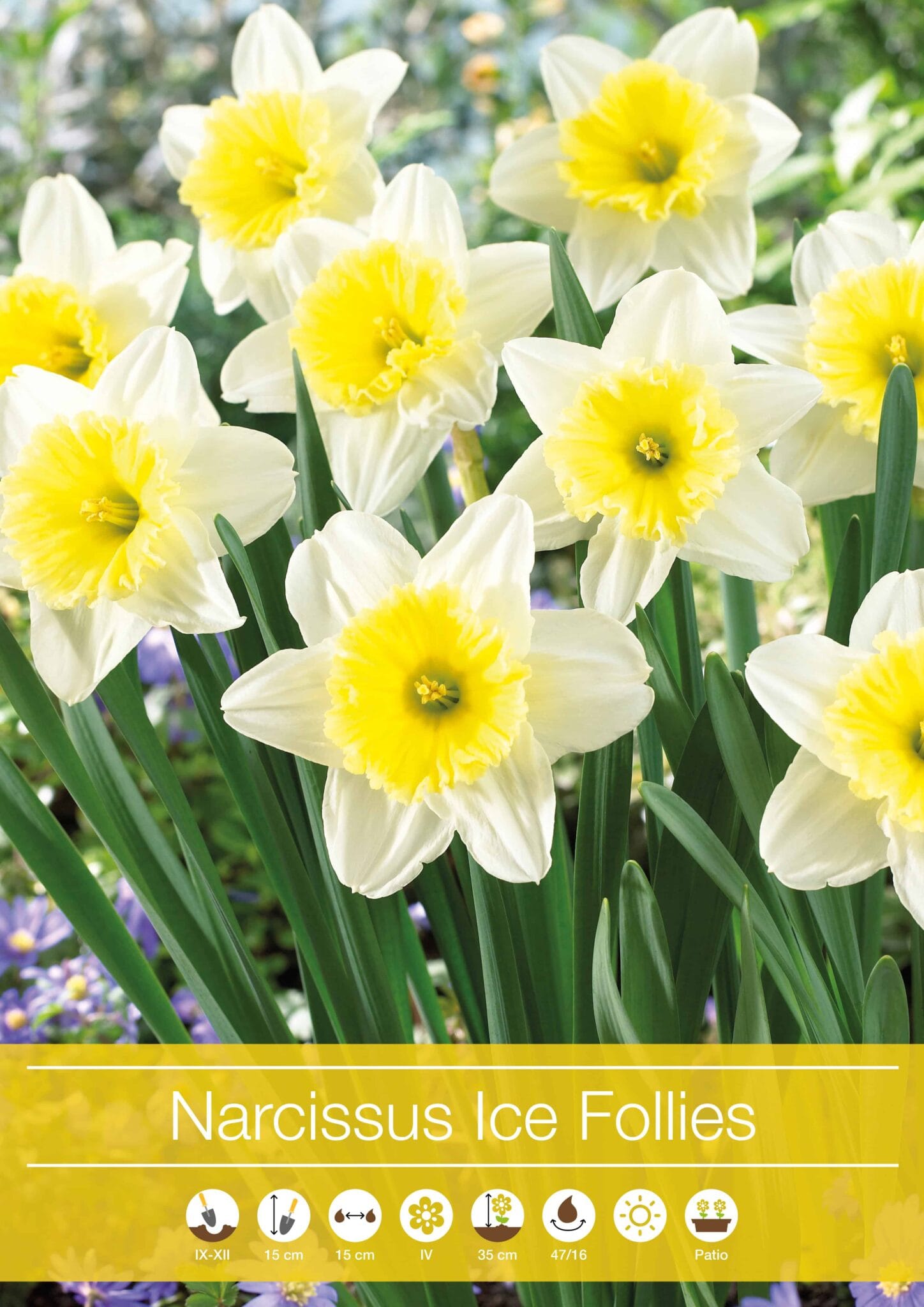 Narcissus Ice Follies