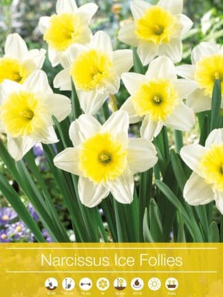 Narcissus Ice Follies