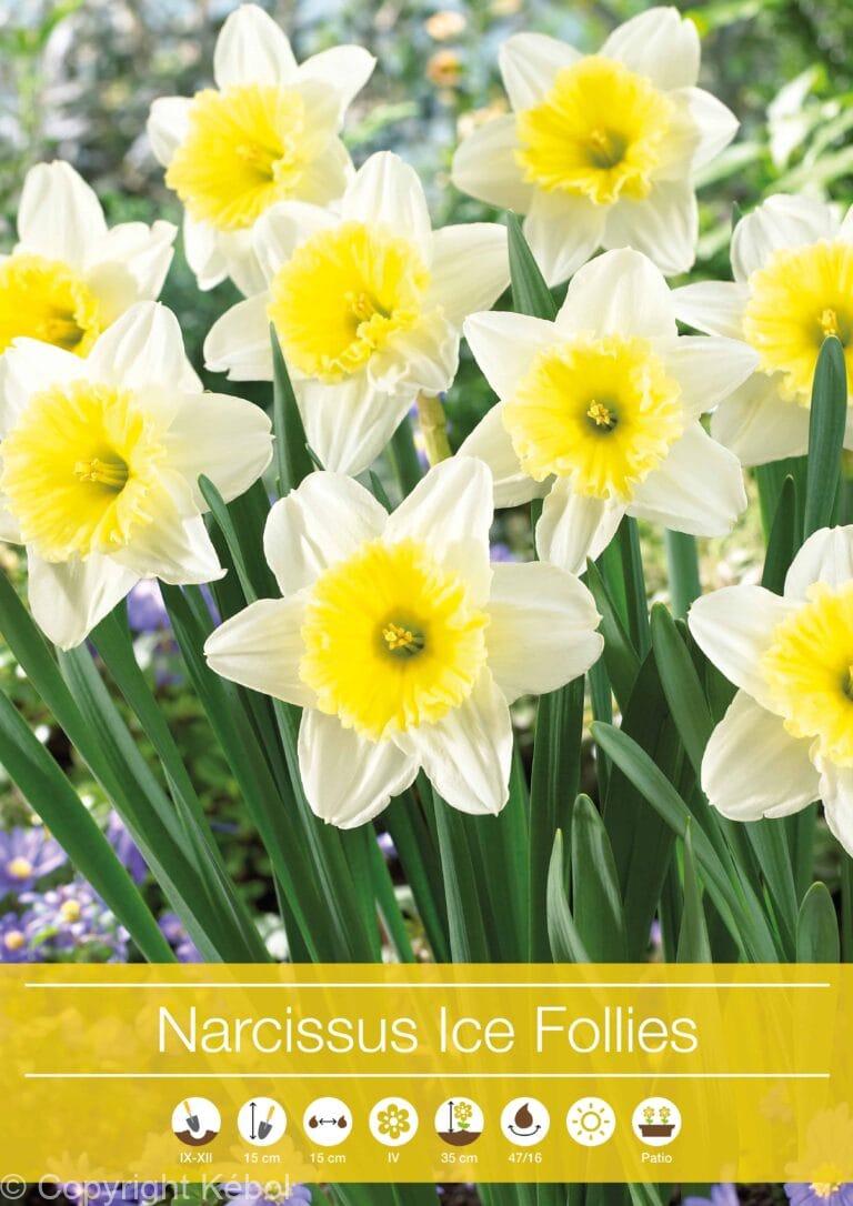 Narcissus Ice Follies