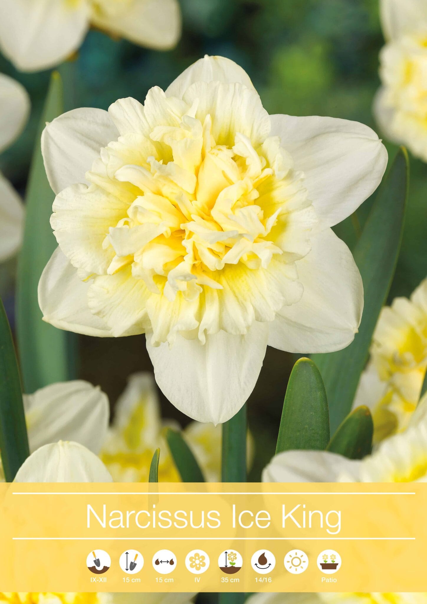 Narcissus Ice King