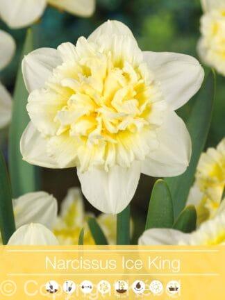 Narcissus Ice King