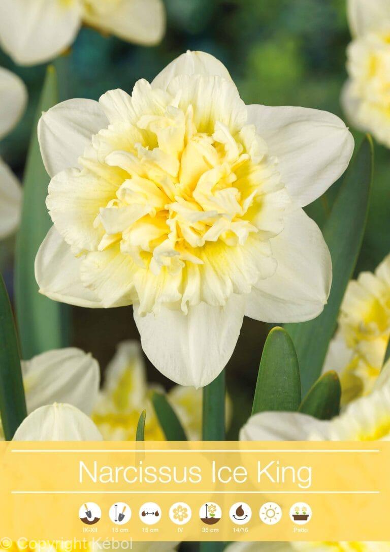 Narcissus Ice King