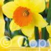 Narcissus Loveday