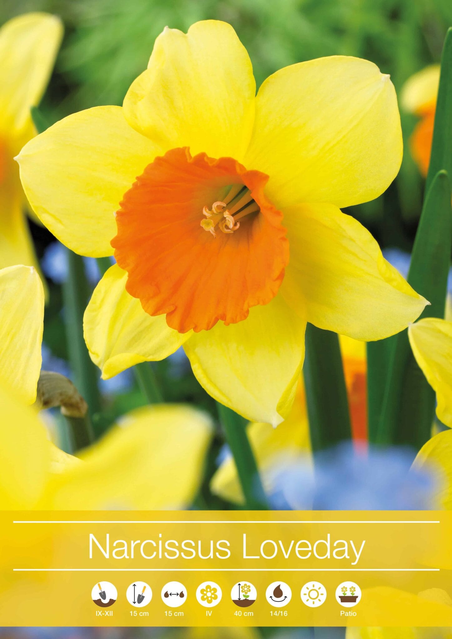 Narcissus Loveday