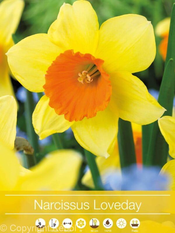 Narcissus Loveday