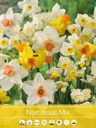 Narcissus Double Mixed