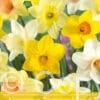 Narcissus Trumpet mixed
