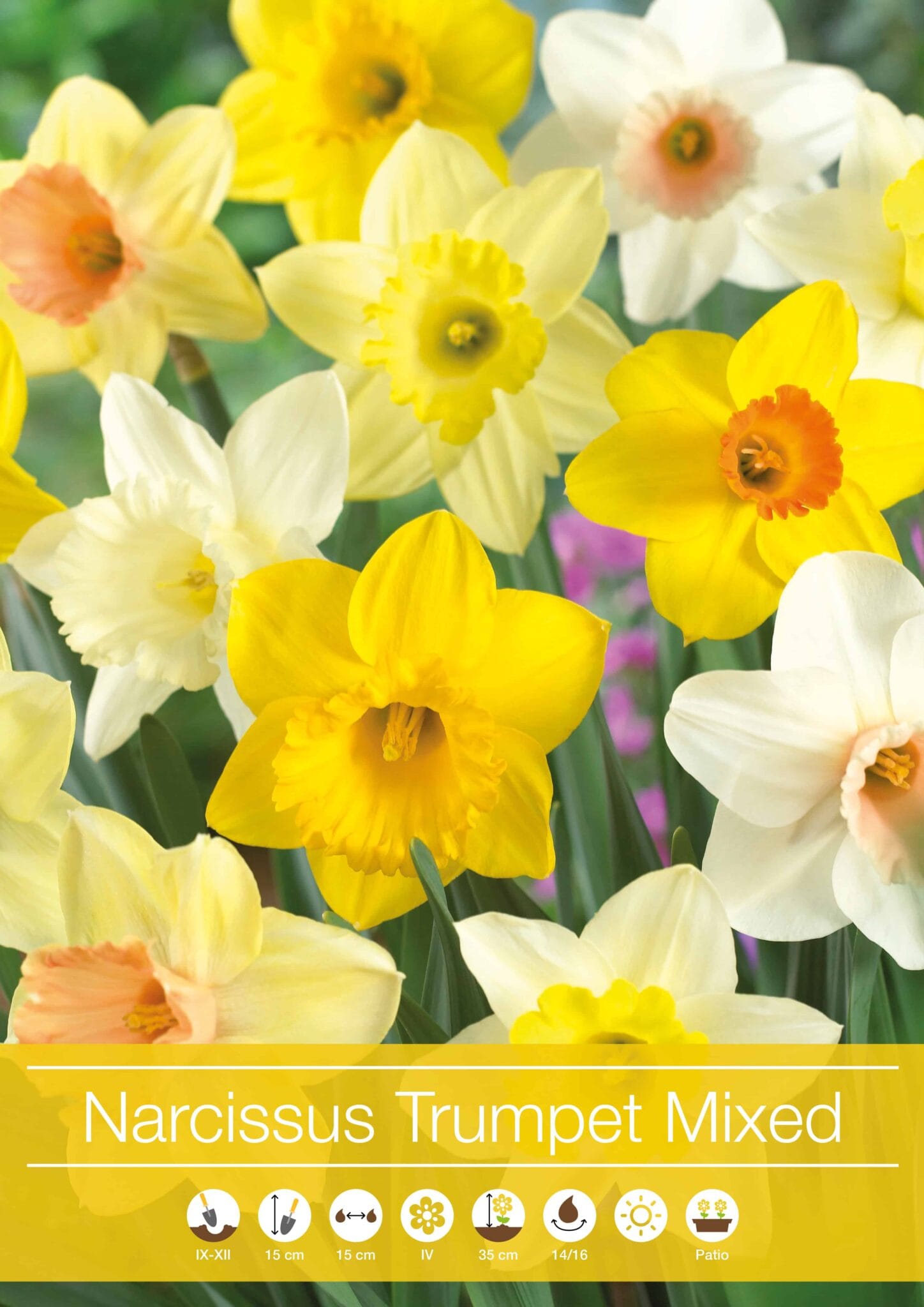 Narcissus Trumpet mixed