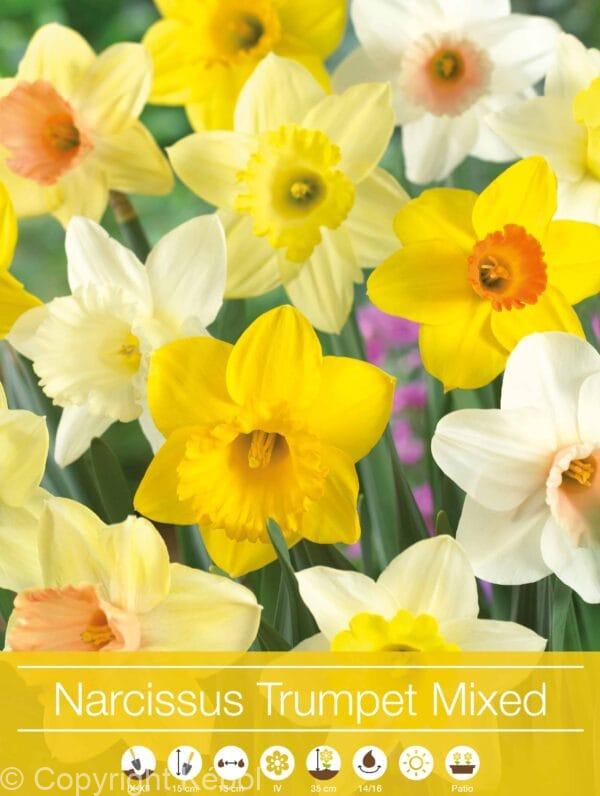 Narcissus Trumpet mixed