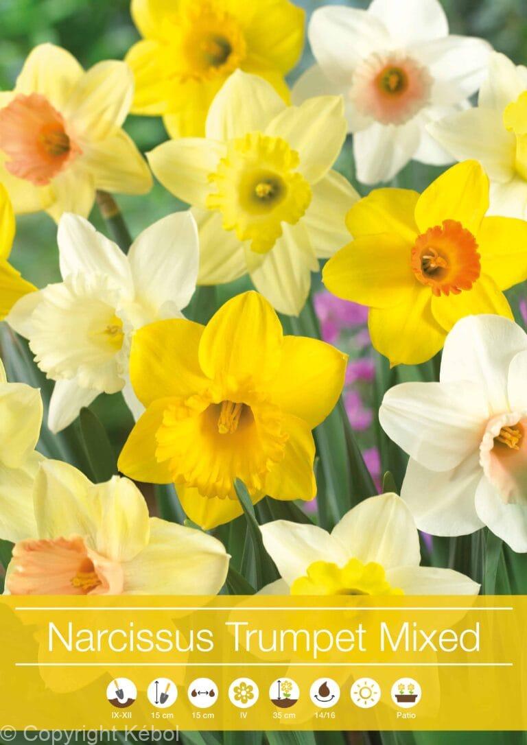 Narcissus Trumpet mixed