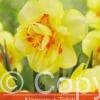 Narcissus Tahiti