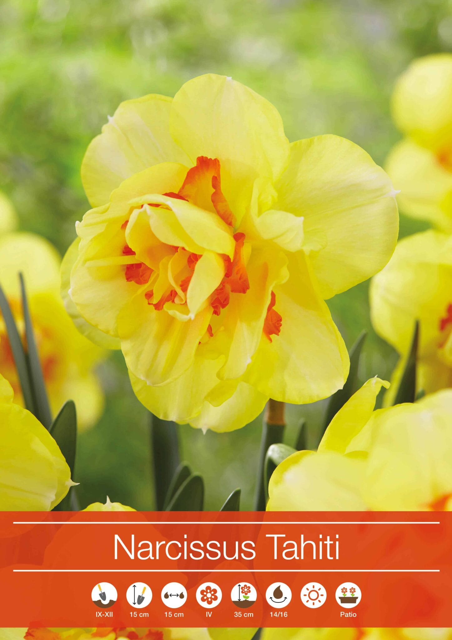 Narcissus Tahiti