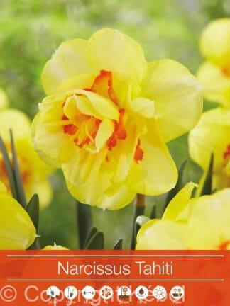 Narcissus Tahiti