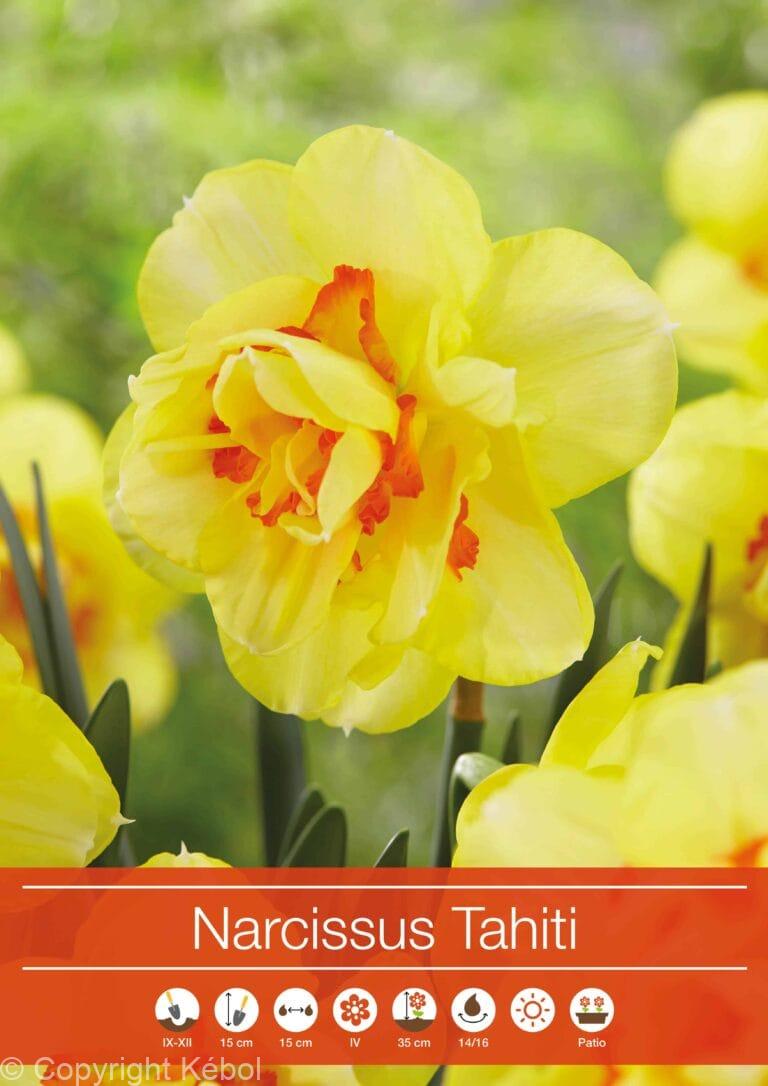 Narcissus Tahiti